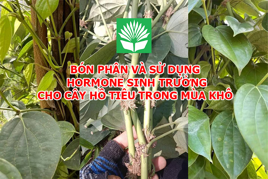 Hướng dẫn chăm sóc, bón phân và sử dụng hormone sinh trưởng cho cây hồ tiêu trong mùa khô